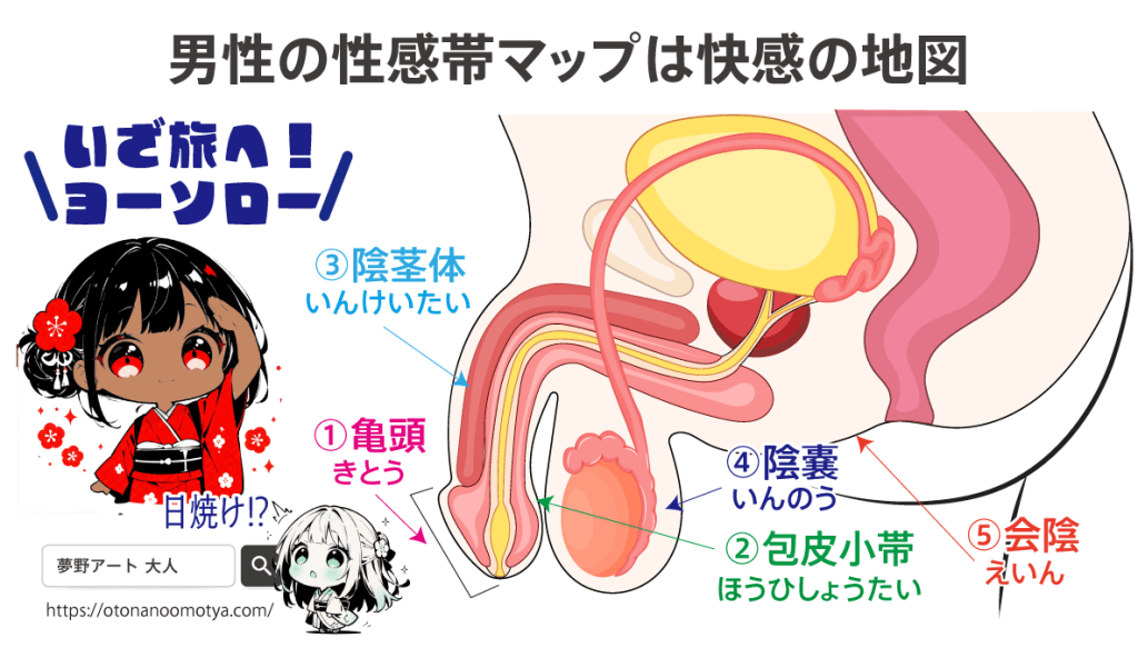 男性器は部位によって全く感度が違う、いわば「快感の地図（性感帯マップ）」